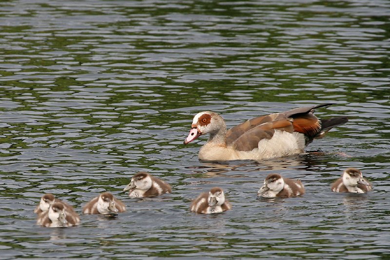 Nilgans - Sieben auf einen Streich - ND