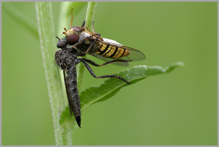 Raubfliege mit erbeuteter Schwebfliege