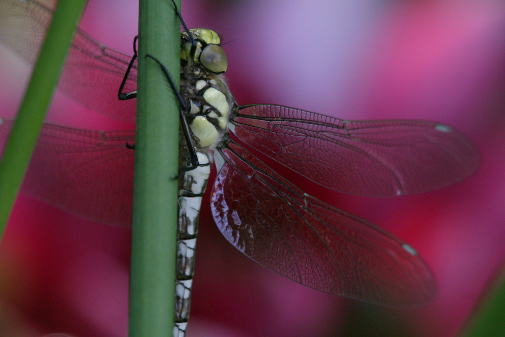 Libelle nach dem Schlüpfen ND