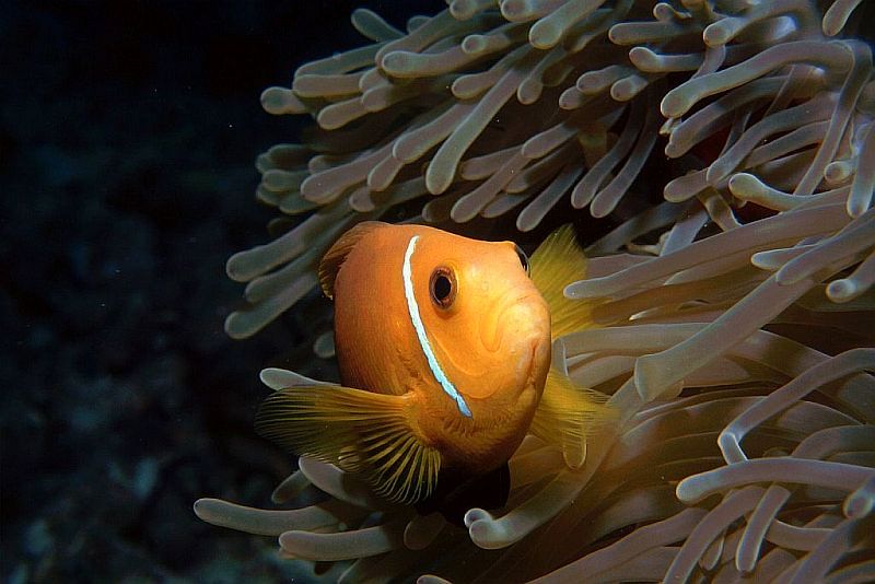 Malediven-Anemonenfisch ND