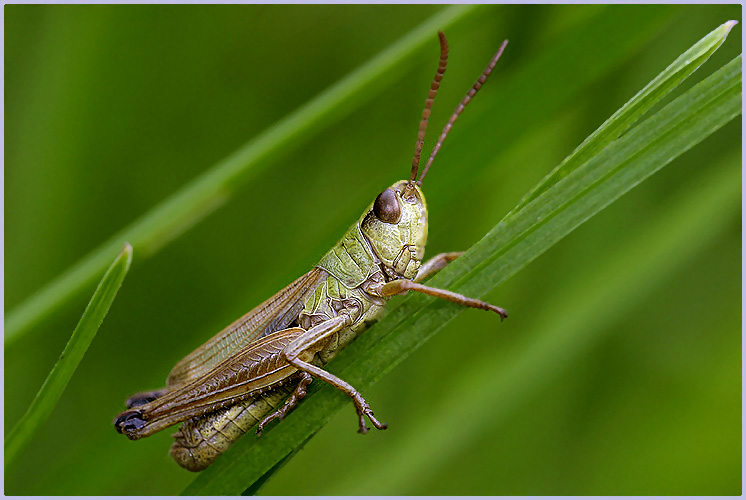 Grashüpfer ND