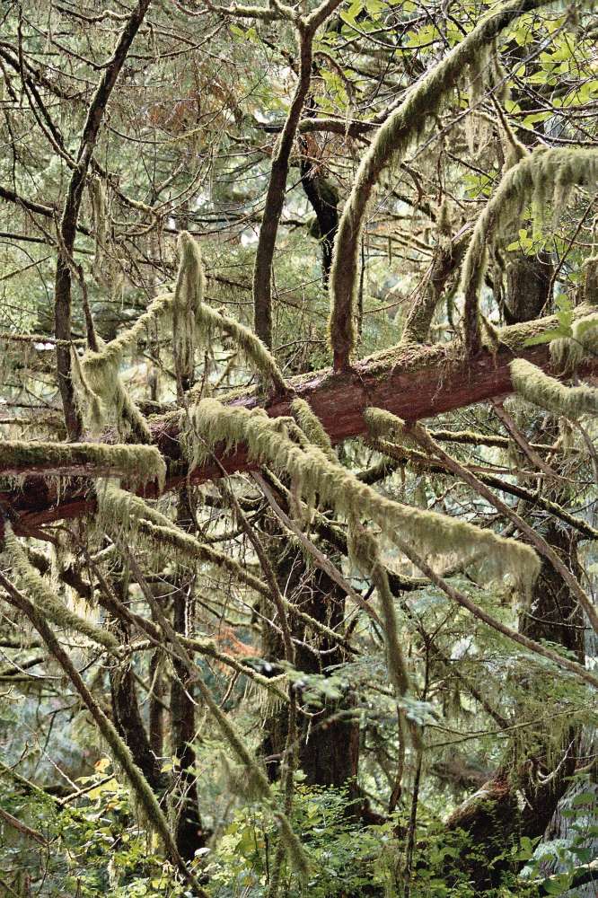 gemässigter Regenwald - Vancouver Island *HE*