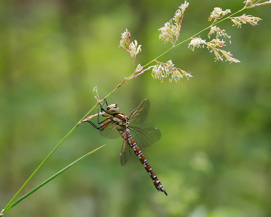 braune Mosaikjungfer/Aeshna grandis ??
