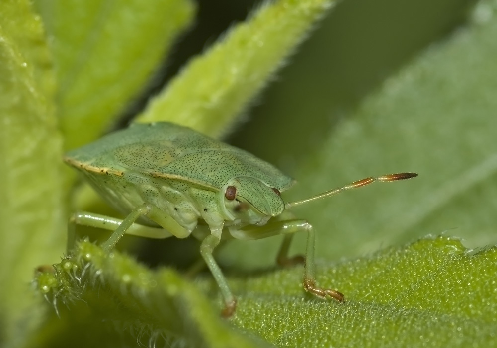 Palomena prasina, KD