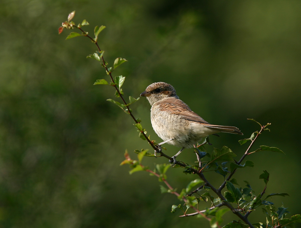 Neuntöter-Jungvogel ND