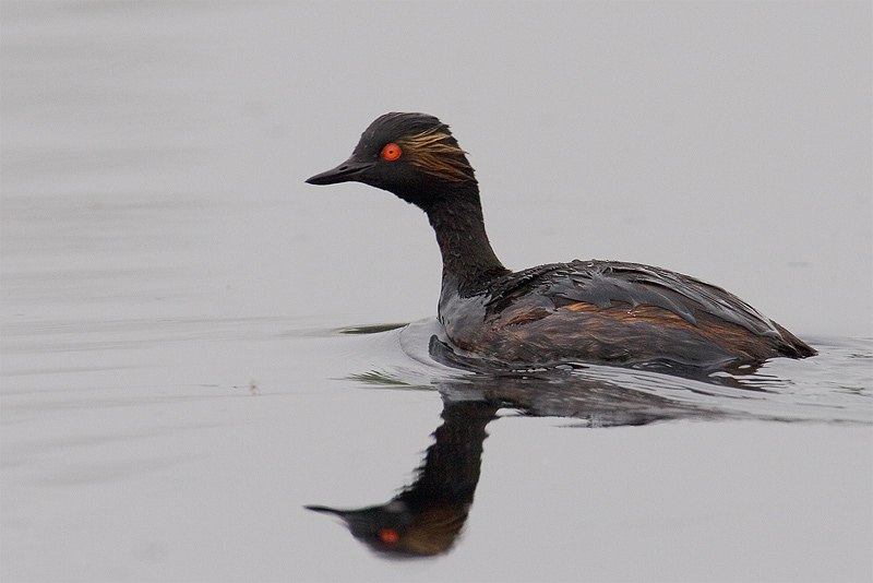 Podiceps nigricollis Schwarzhalstaucher ND