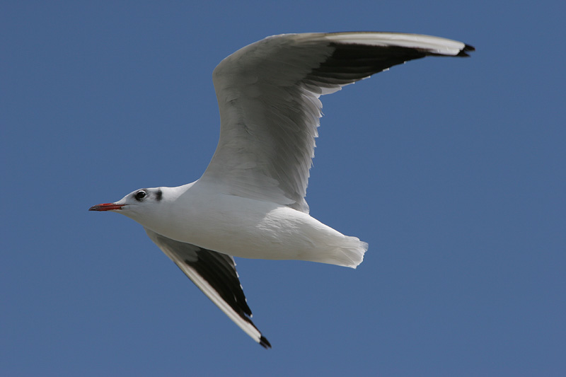 Möwe am Neusiedlersee / BGL  (ND)