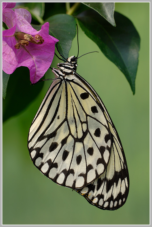 Weiße Baumnymphe (Idea leuconoe)