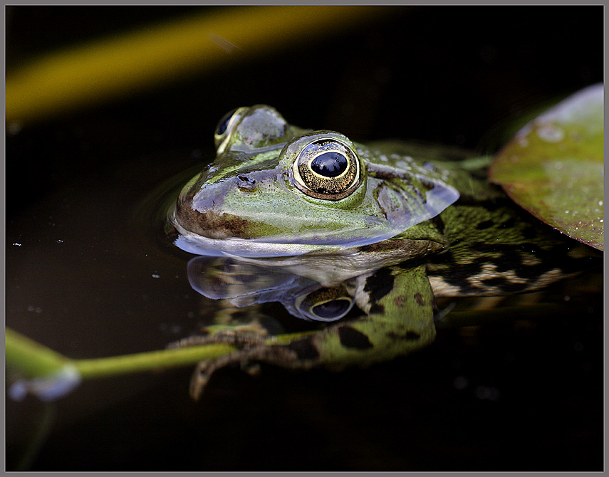 Teichfrosch ND