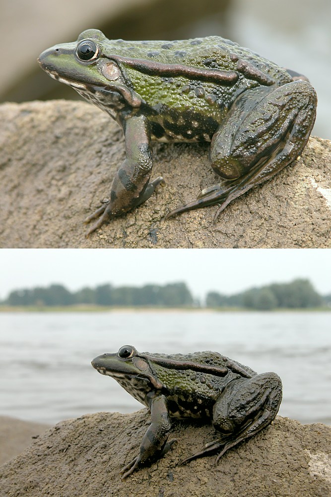 Froschperspektiven