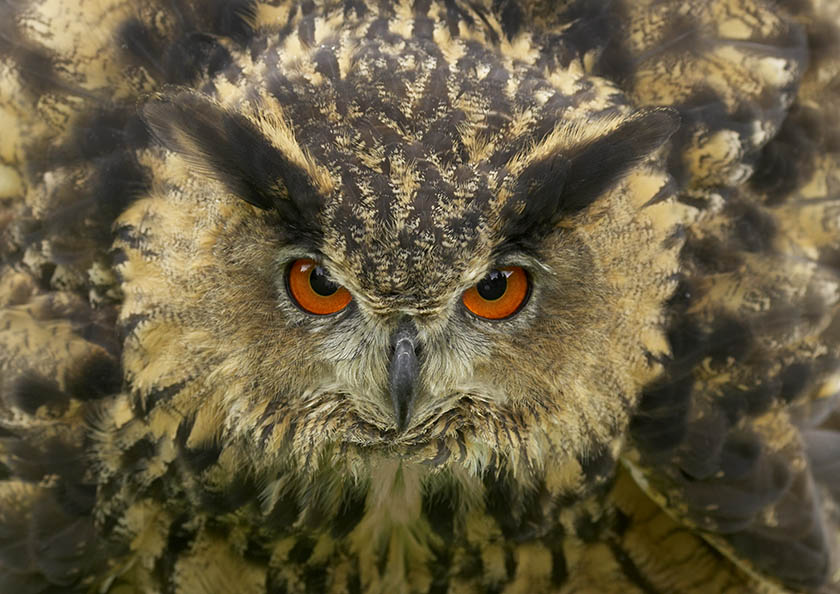 UHU Bubo bubo (KD)