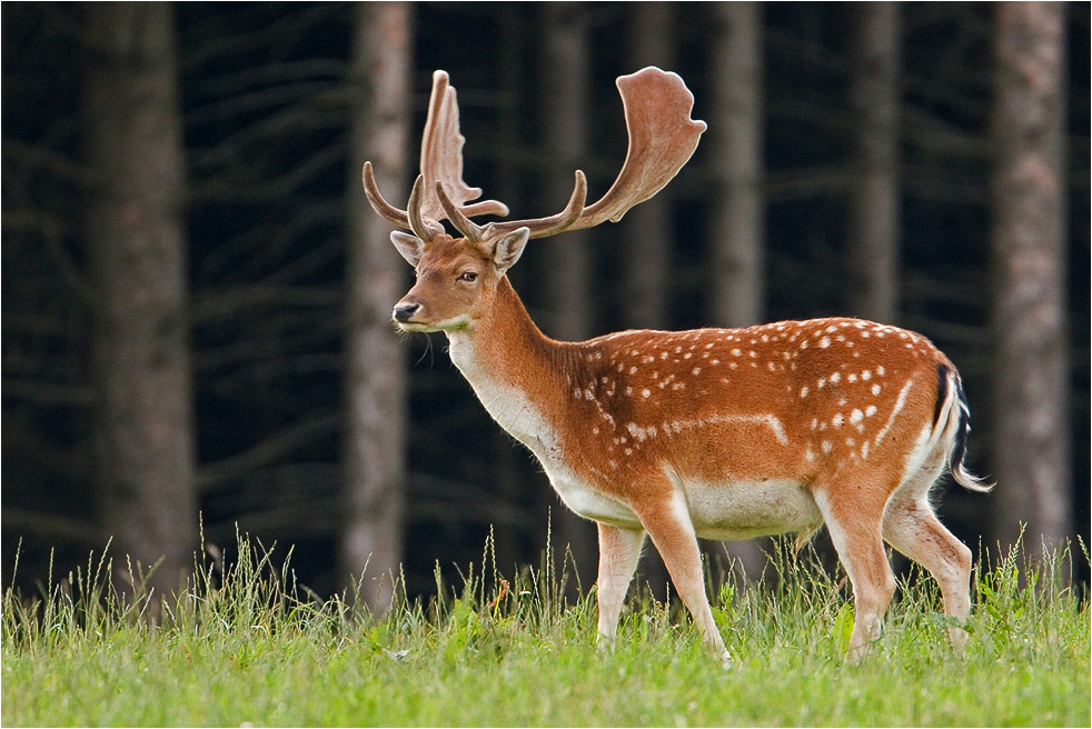 ND: Stille Jagd