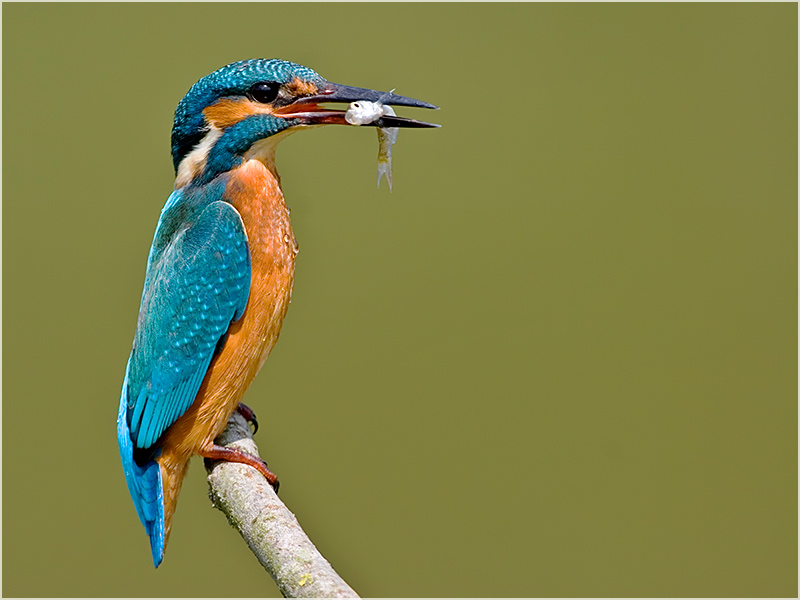 Eisvogel mit Beute ND