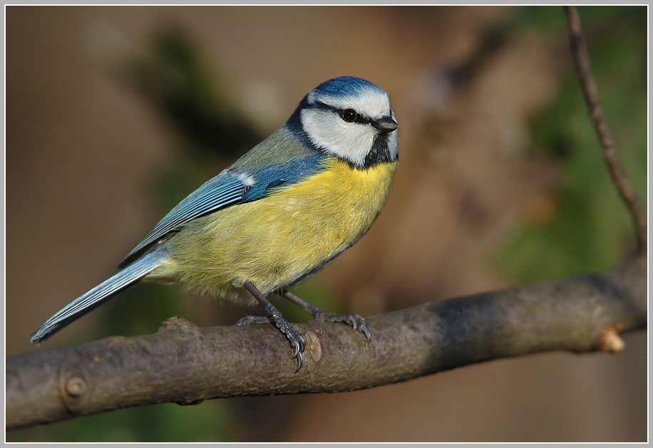 Blaumeise (Parus caeruleus)