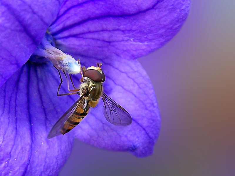 Schwebefliege