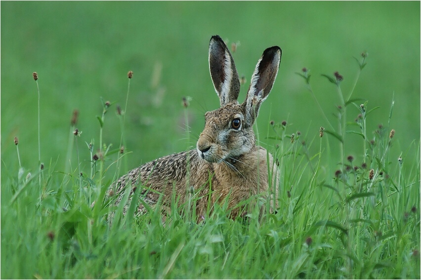 Feldhase (lepus capensis)