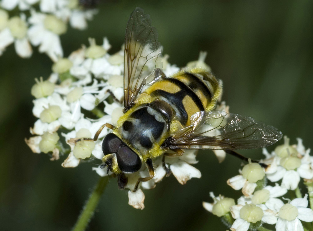 Myathropa florea, KD