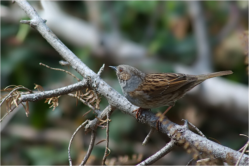 Heckenbraunelle (prunella modularis) ND