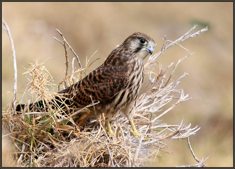 Turmfalke weiblich (ND)