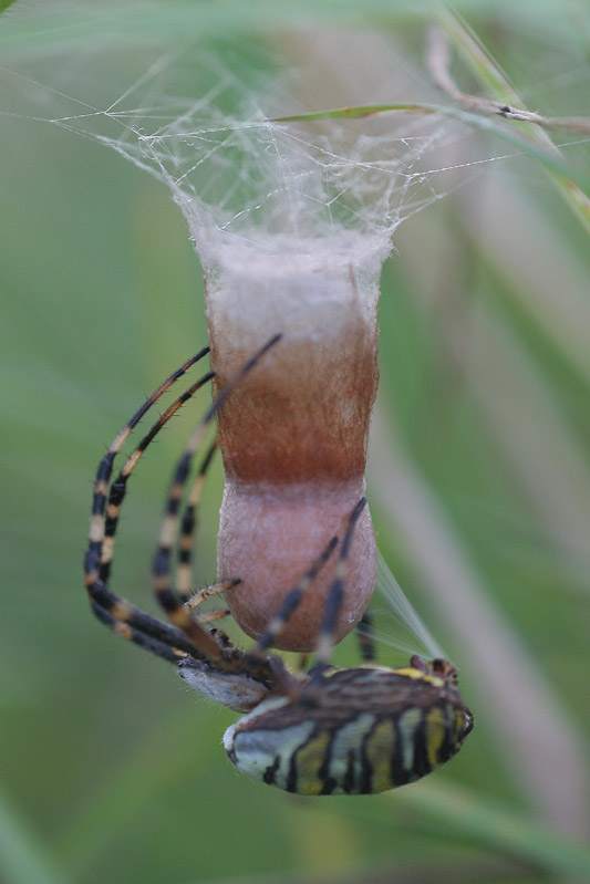 Brutpflege... ND (Forum für Naturfotografen)