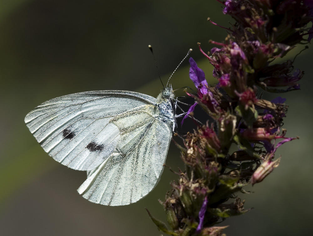 Pieris rapae, KD