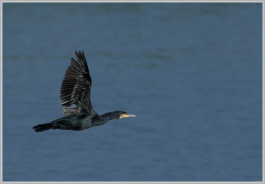 Kormoran (Phalacrorax carbo)