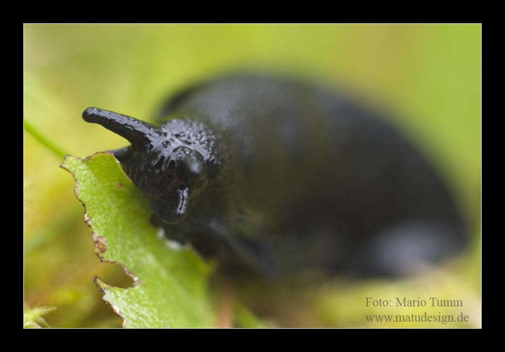 Wegschnecke beim Festmahl