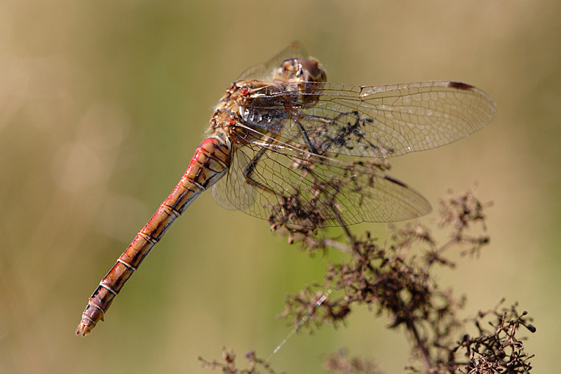 Blutrote Heidelibelle (ND)