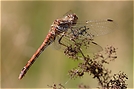 Blutrote Heidelibelle (ND)