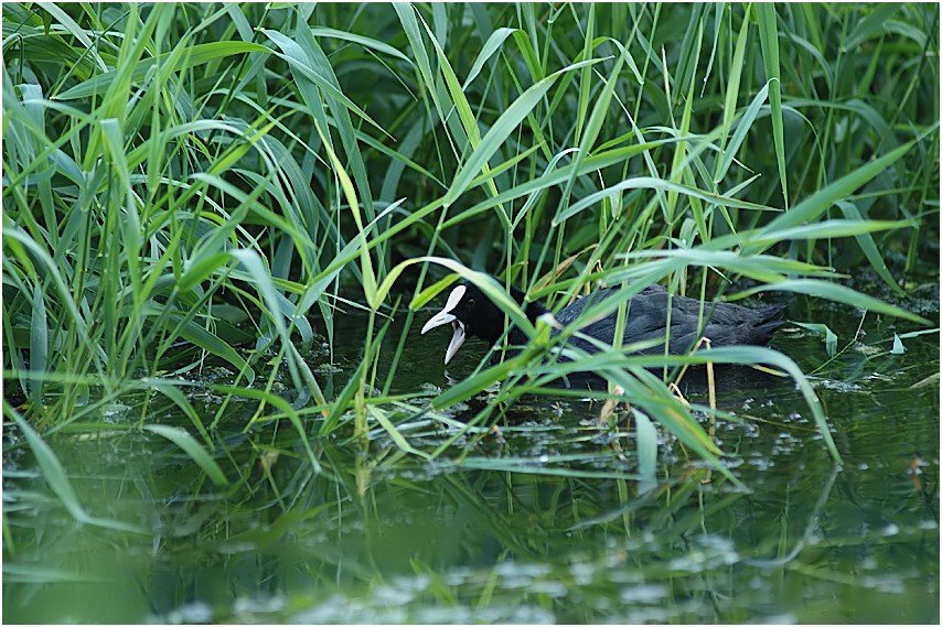 Blaeshuhn (fulica atra)