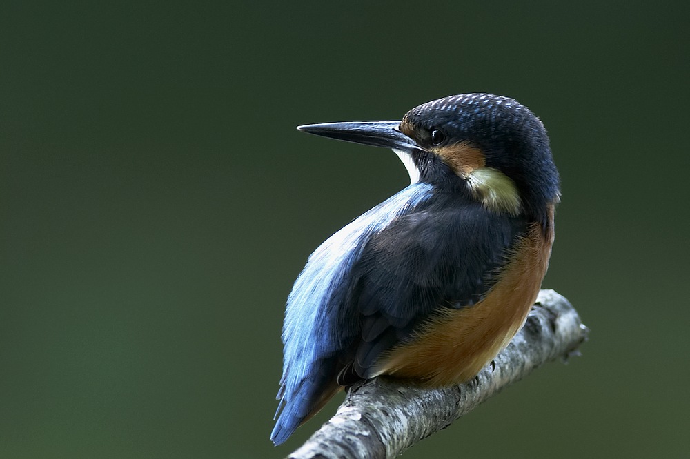 Eisvogel        -      ND