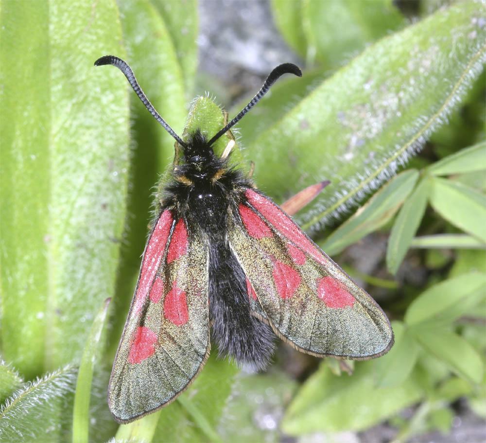 Hochalpenwidderchen