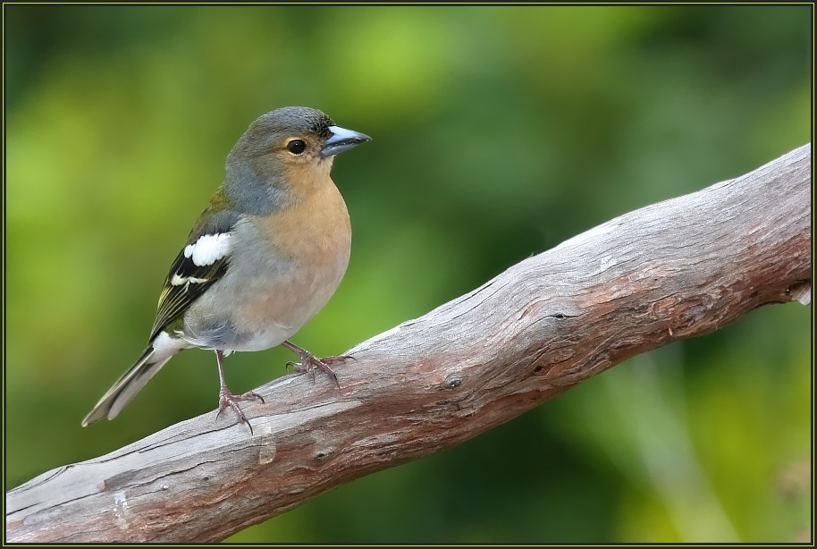 Madeira Buchfink [Fringilla coelebs madeirensis] ND