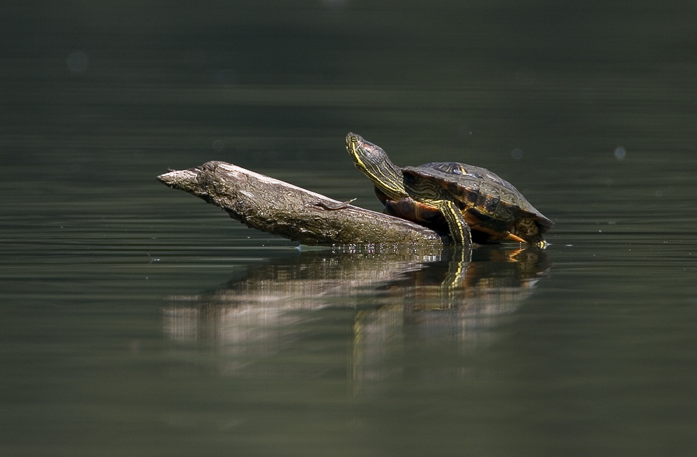 Rotwangenschildkröte, ND