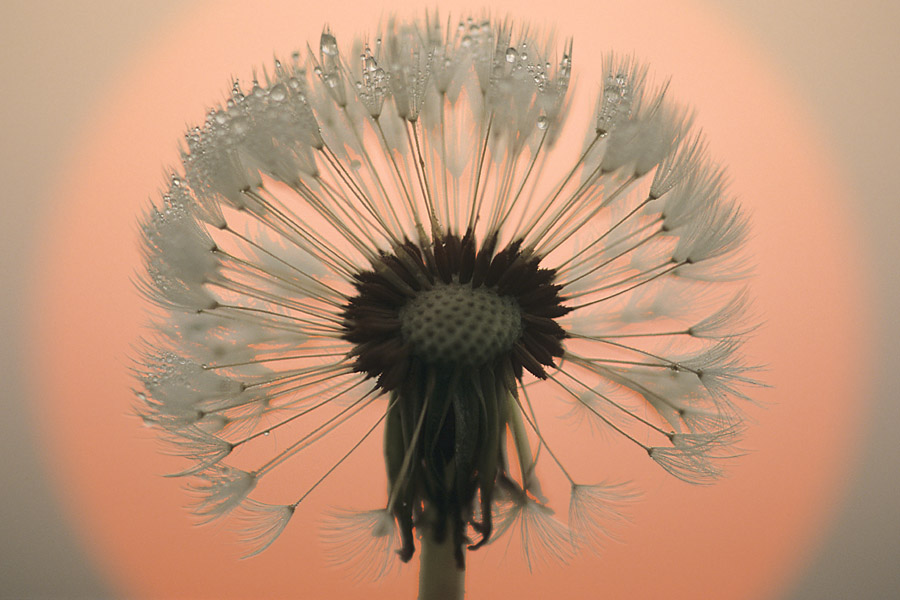 Pusteblume im Nebel bei Sonnenaufgang
