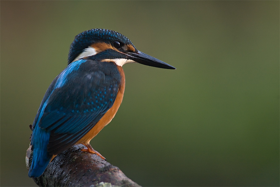 Eisvogel