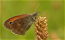 " Kleiner Heufalter " (Coenonympha pamphilus)