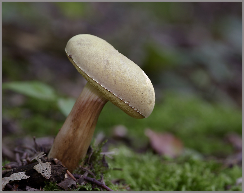 Pilz ND