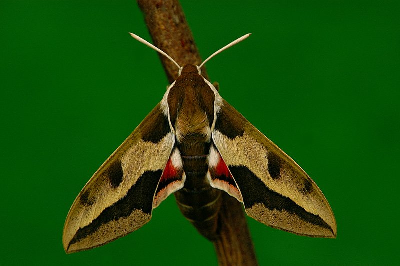 Wolfsmilchschwärmer KD EBV