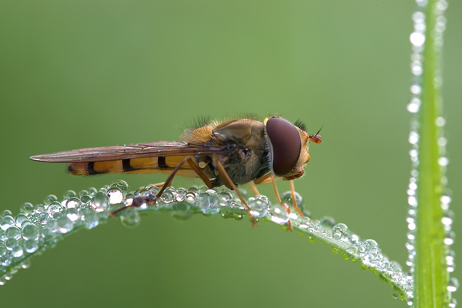 Schwebfliege