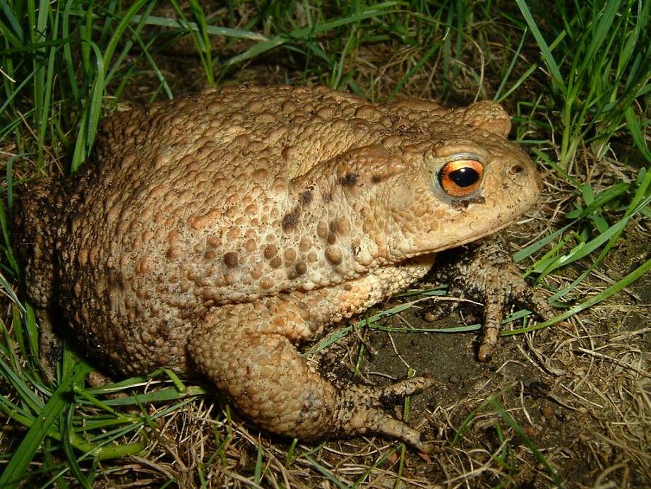 (Bufo Bufo) 0,1 Erdkröte KD