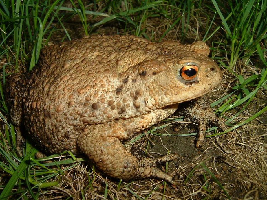 (Bufo Bufo) 0,1 Erdkröte KD