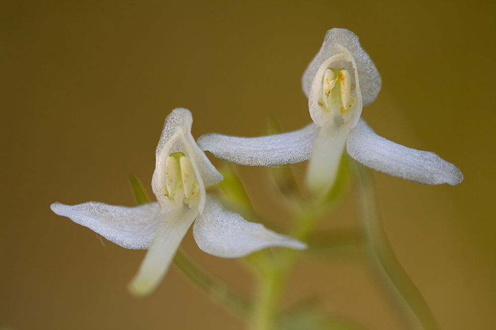 Platanthera bifolia