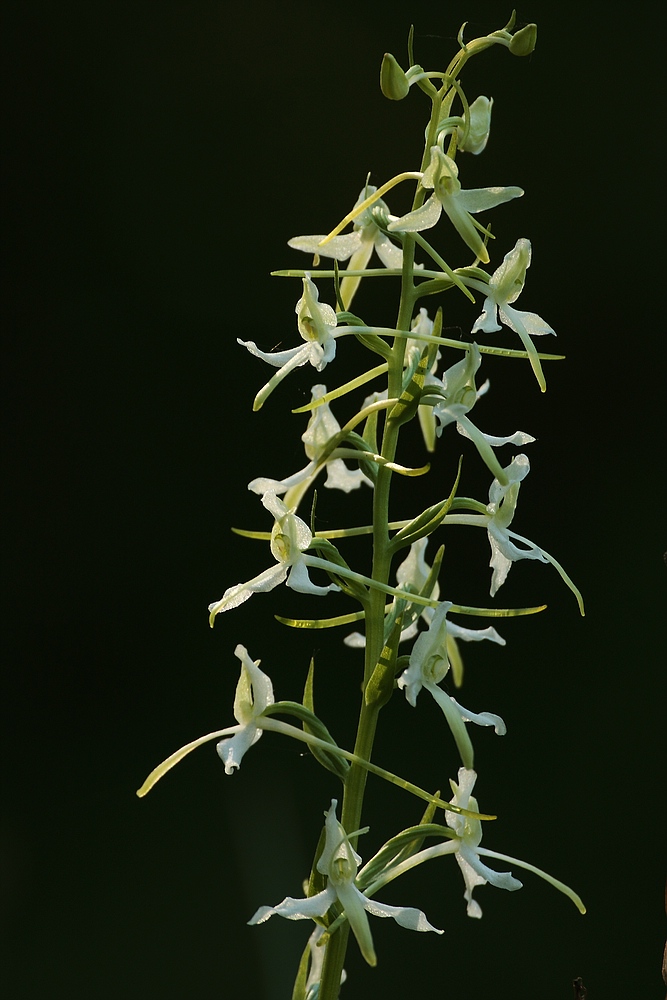 Weiße Waldhyazinthe (Platanthera bifolia)