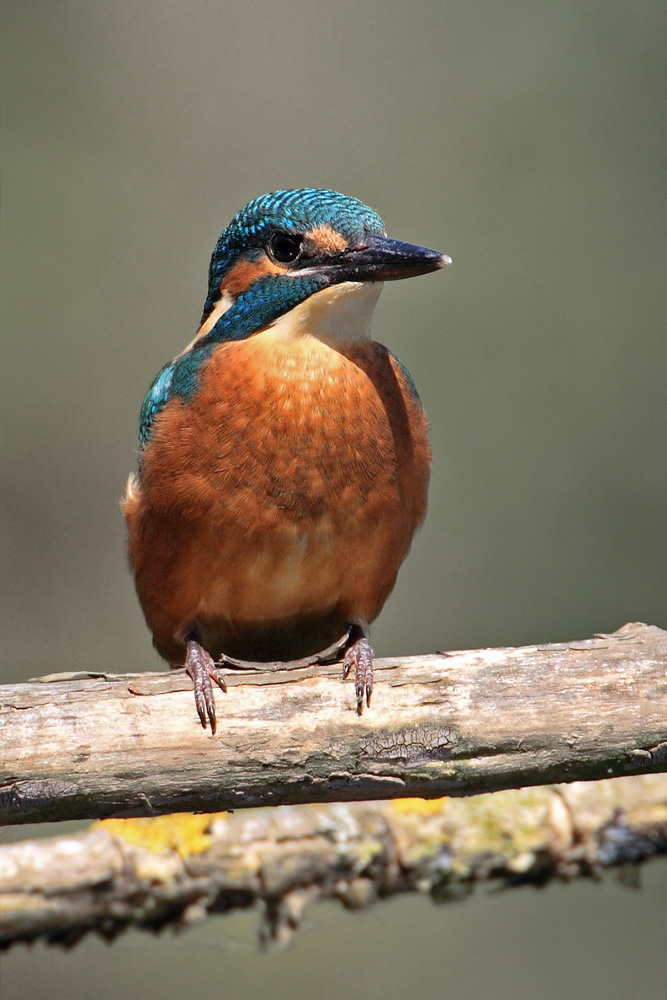 Junger Eisvogel (Alcedo atthis)