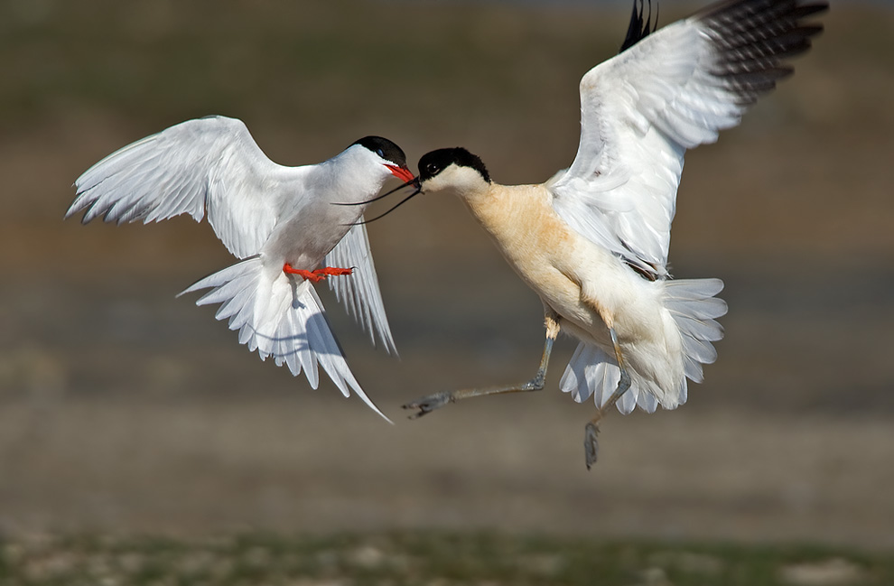 Interspezifische Aggression