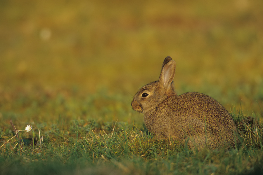 Wildkaninchen (Oryctolagus cuniculus) im Morgenlicht