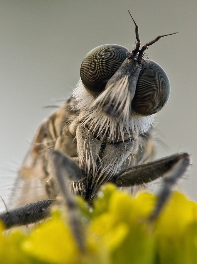 Raubfliegenportrait