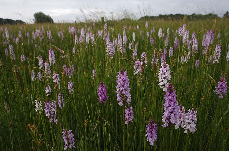 Orchideenwiese