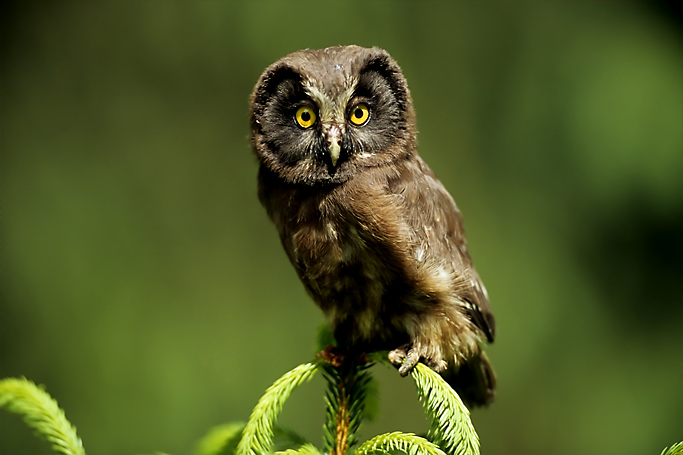Rauhfußkauz